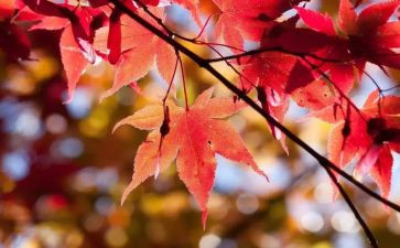 幼儿园10月活动方案8篇