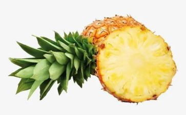 菠萝屋教案5篇