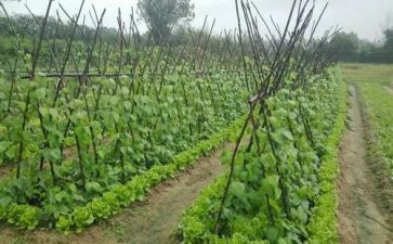 捏蔬菜教案优秀5篇