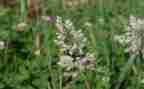 写小草的作文400字6篇
