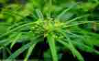 《草房子》心得体会500字8篇