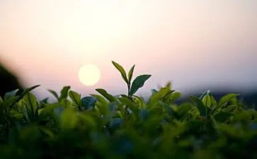 泡茶的作文600字8篇
