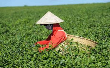 茶艺社心得7篇