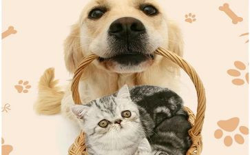 买宠物签合同8篇