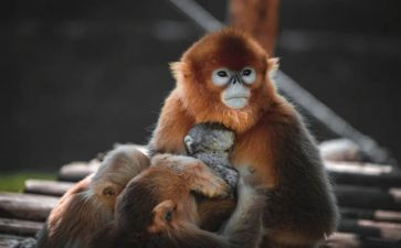 猴王出读后感400字8篇