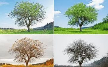 季节大班教案6篇