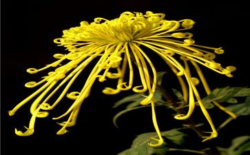 小菊花教案参考6篇