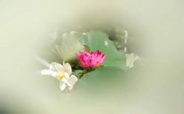 以莲为题的作文精选7篇