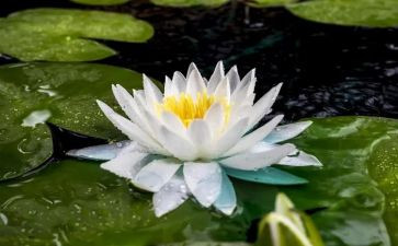 以莲为题的作文优质5篇