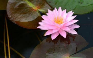 以莲为题的作文模板8篇