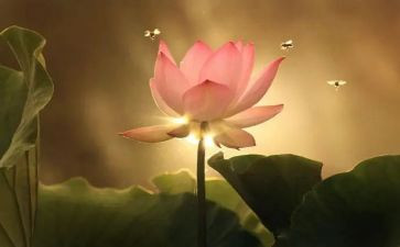 以莲为题的作文5篇