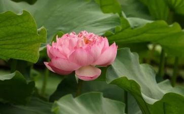 写莲的作文600字7篇