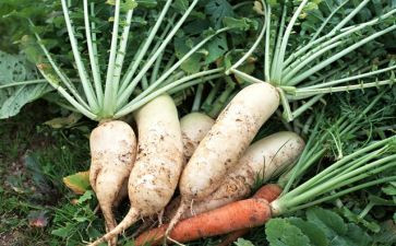 幼儿园运萝卜教案6篇