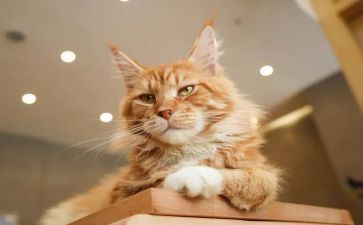 《猫和老鼠》的作文参考7篇