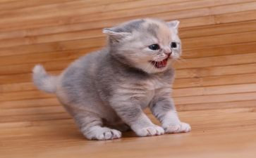 看熊猫作文600字模板6篇