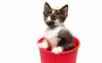 《猫》的读后感300字作文优秀8篇