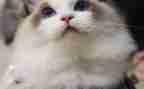 读小猫的作文参考6篇