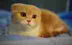 写小猫的作文7篇