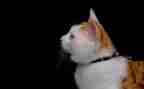 《猫》的读后感300字作文推荐5篇