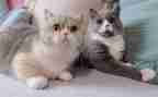 小班喂小猫教案反思6篇
