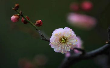 观梅花作文500字8篇