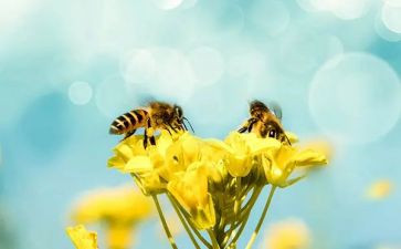 小蜜蜂的舞中班教案优质6篇