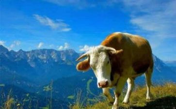 小蜗牛的教案优秀6篇