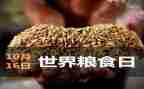 世界粮食日主题活动总结5篇