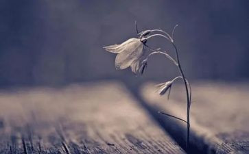 失去才珍惜的作文5篇