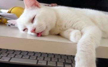 音乐小猪爱睡觉教案6篇