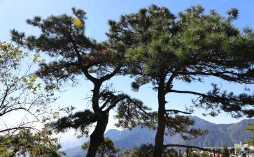 松山作文模板7篇