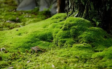 苔的读后感100字8篇