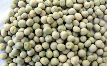 豌豆豆的作文优秀7篇