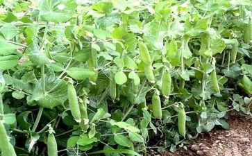 豌豆豆的作文推荐7篇
