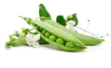 豌豆读后感5篇