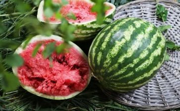 蚂蚁与西瓜教案优质7篇