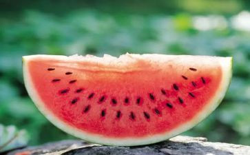 蚂蚁与西瓜教案6篇