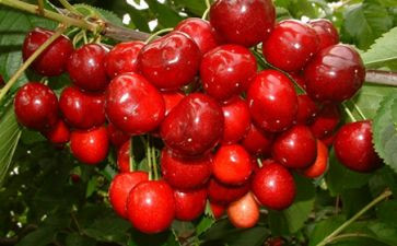 小樱桃的病读后感优秀6篇