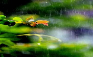 谷雨幼儿园教案5篇