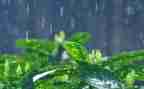 中班语言雨的教案推荐6篇