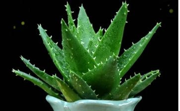 植物生长记教案7篇