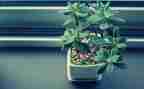 植物生长记作文参考7篇
